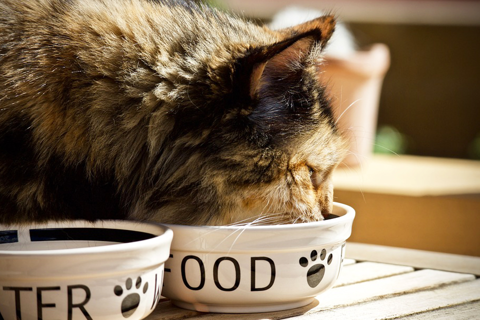 喵星人對食物很挑剔！ 這8種食物寶貝貓不慎吃下肚當心中毒