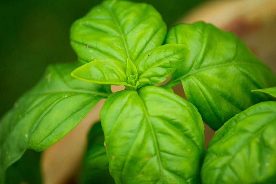 65歲以上每9個人就有1人得這病！ 羅勒中的苯酚可降低大腦中β類澱粉蛋白數有助預防阿茲海默症