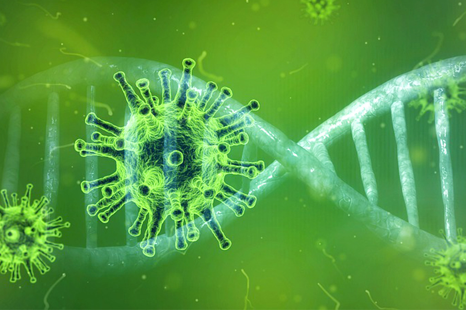 英研究：感染新冠病毒Alpha變異株恐導致大腦萎縮、記憶力減退 並損害控制嗅覺的區域