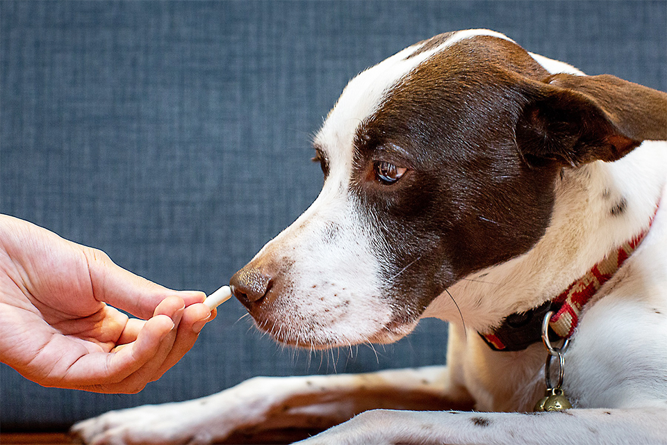 毛小孩也會有情緒問題嗎？ 台大臨床動物醫學團隊發表最新研究：精神益生菌可有效改善犬隻分離焦慮、攻擊行為